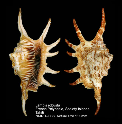 Lambis robusta (3).jpg - Lambis robusta (Swainson,1821)